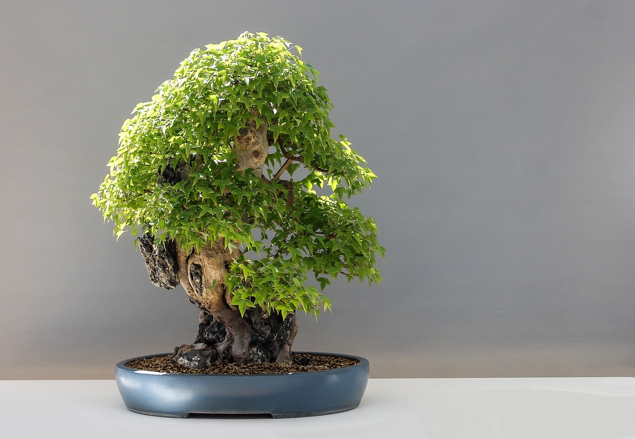 drzewko bonsai jak pielęgnować