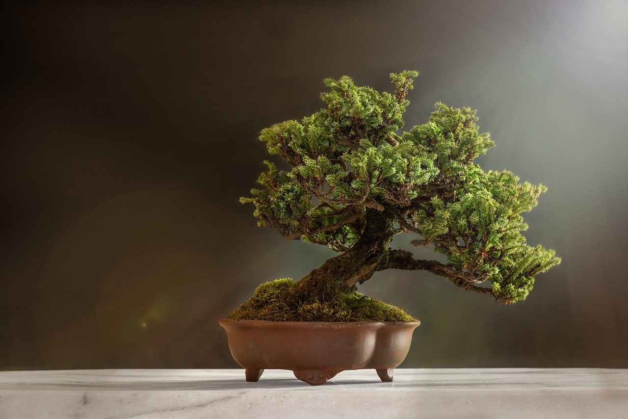 jak podlewać bonsai