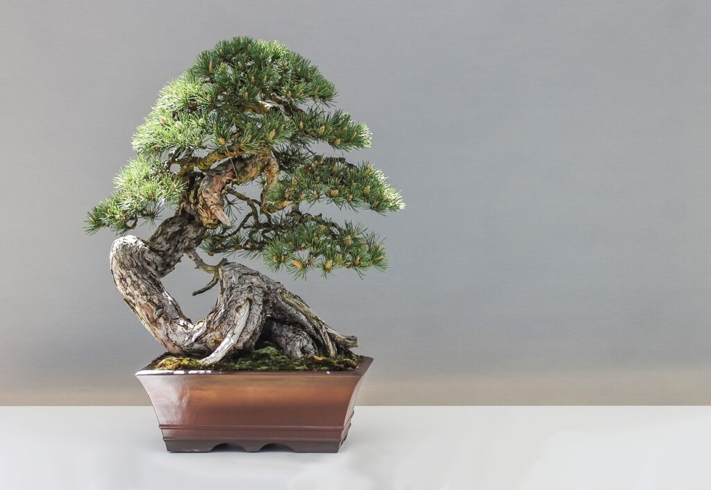 jak podlewać drzewko bonsai
