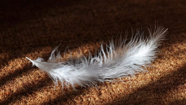 Jakie wykładziny dywanowe do domu?