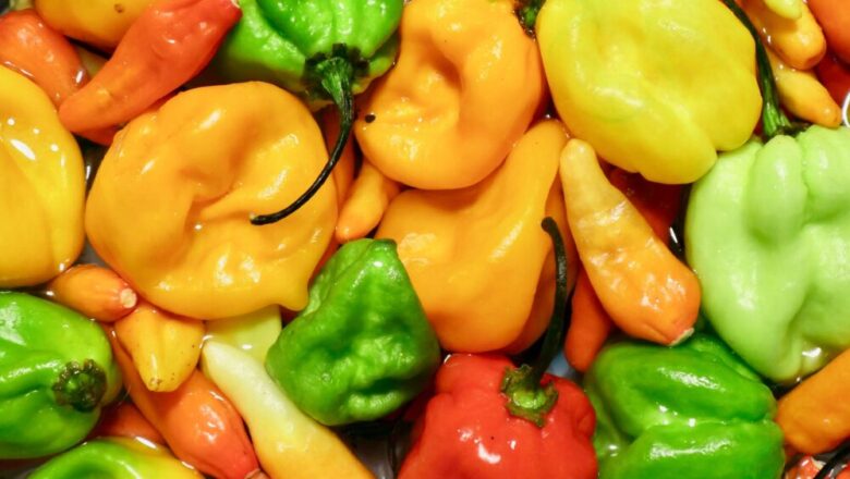 Uprawa papryki w warunkach glebowych Polski: Porady i odmiany