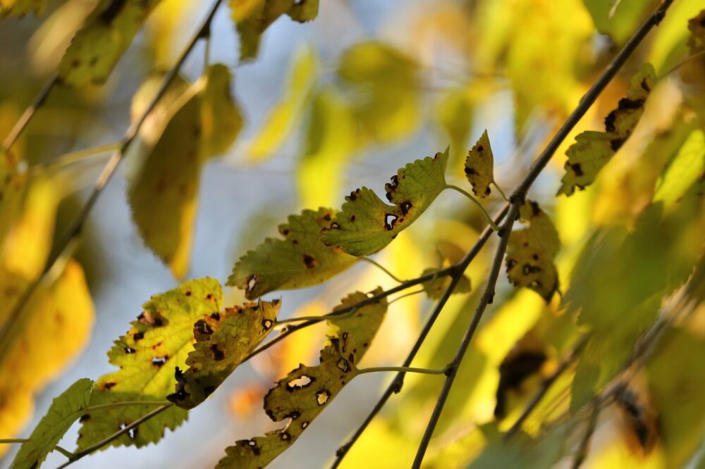 Roślina zniszczona przez szkodniki