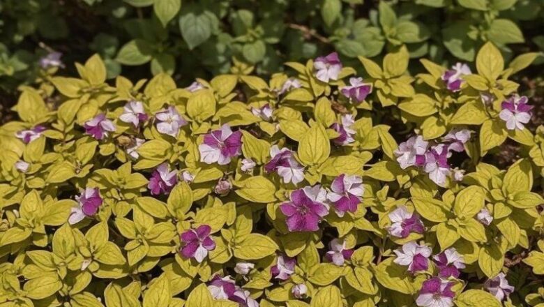 Rośliny kwasolubne w ogrodzie: Jakie wybrać i jak o nie dbać?