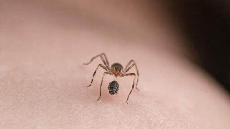 Gdzie najczęściej wbija się kleszcz? Odkrywamy miejsca, które mogą zaskoczyć